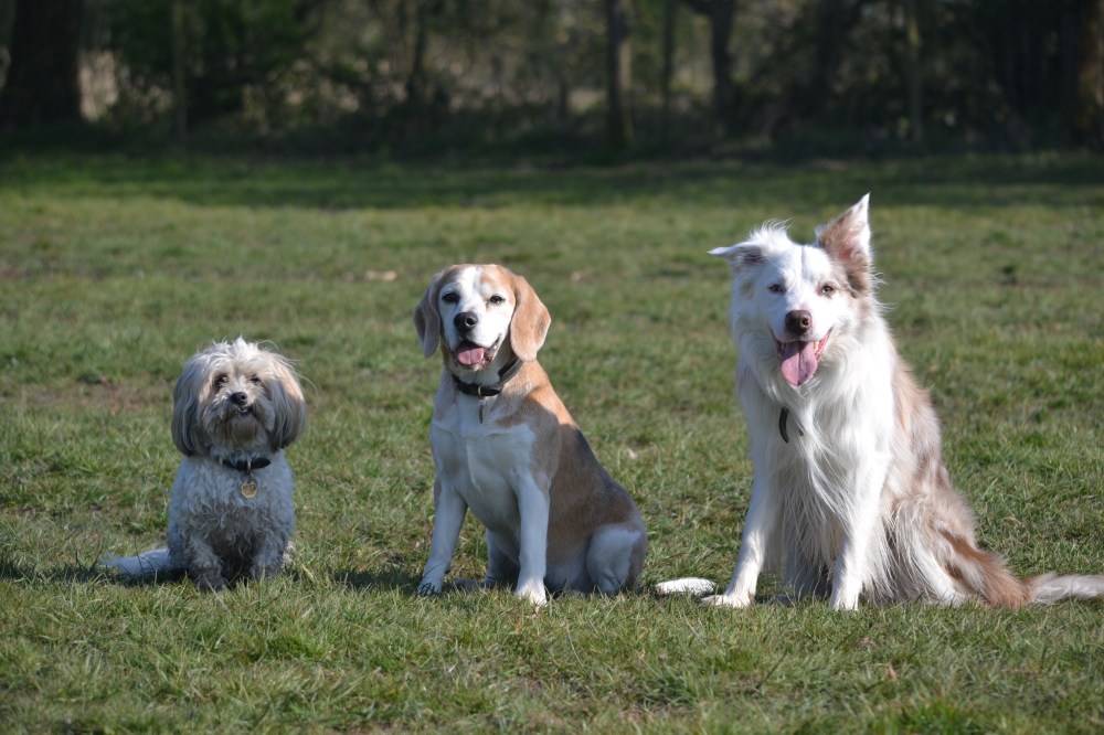 a terrier, a beagle and a collie sitting side by side in a field