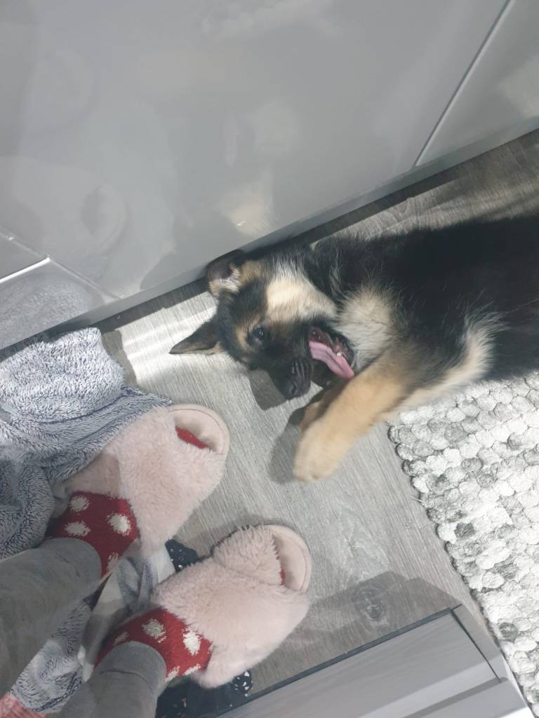 A german shepherd puppy lying on its side with an open mouth as it contemplates whether to bite someone's feet inside their slippers