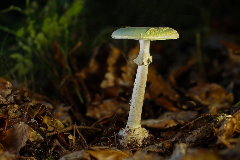 Amanita Phalloides (Death Cap Mushroom)