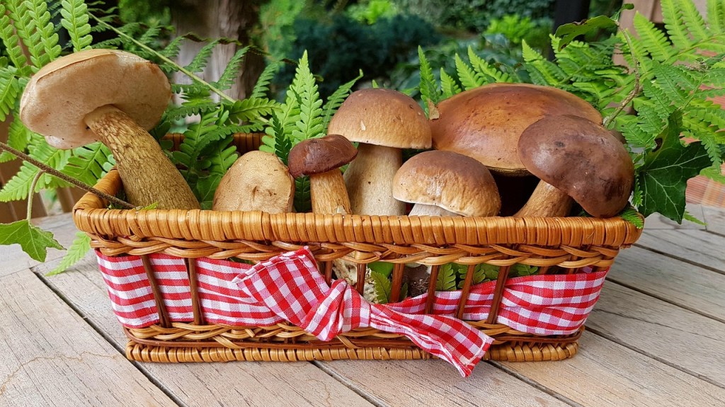 Mushroom Basket